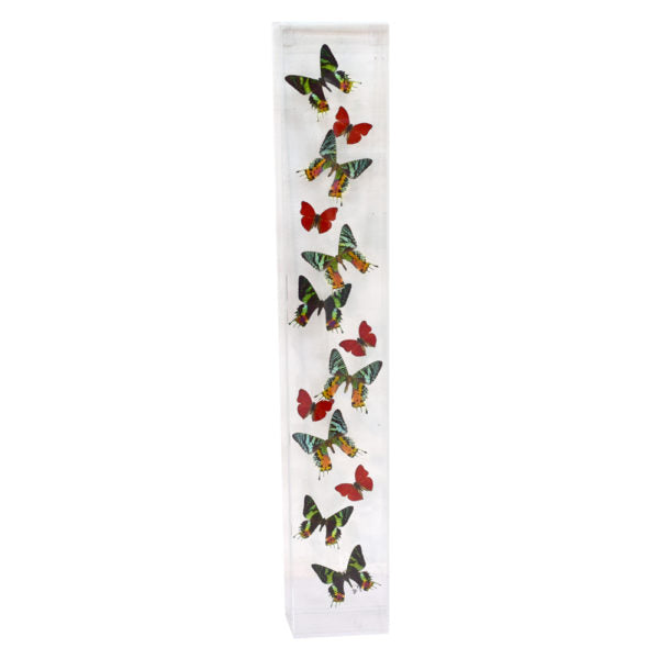 Assorted Butterflies