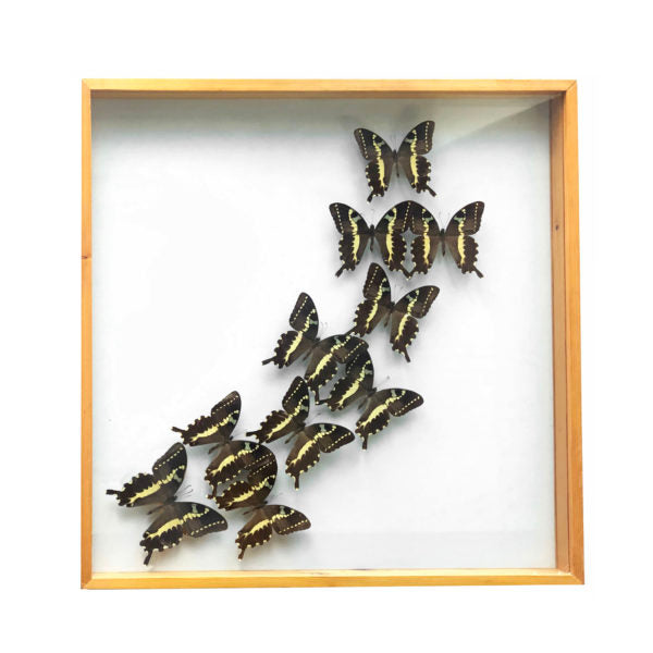 Papilio Delalandei