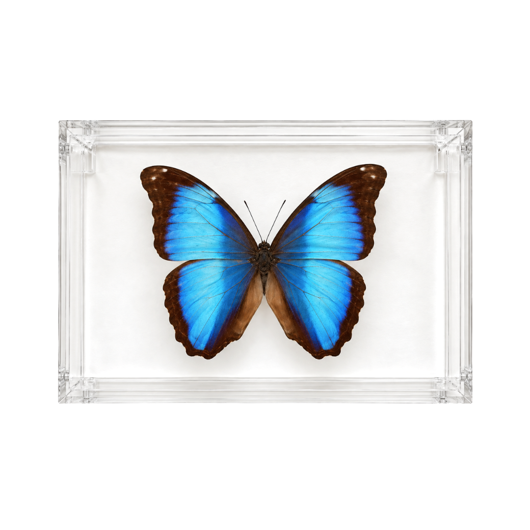 Blue Morpho