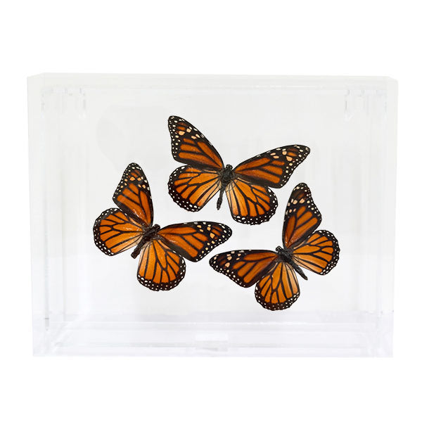 Monarch Butterfly Trio