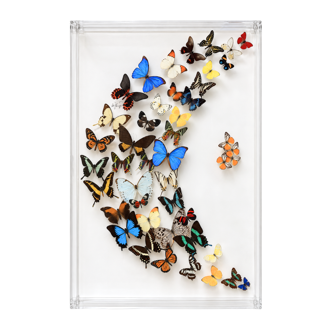 Assorted Butterflies
