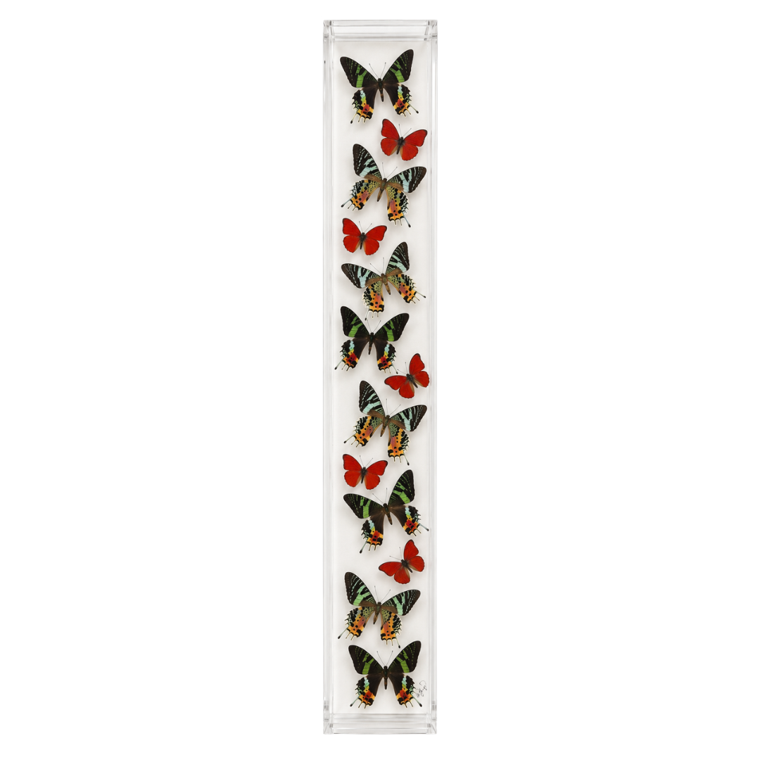 Madagascar Sunset Butterfly Collection