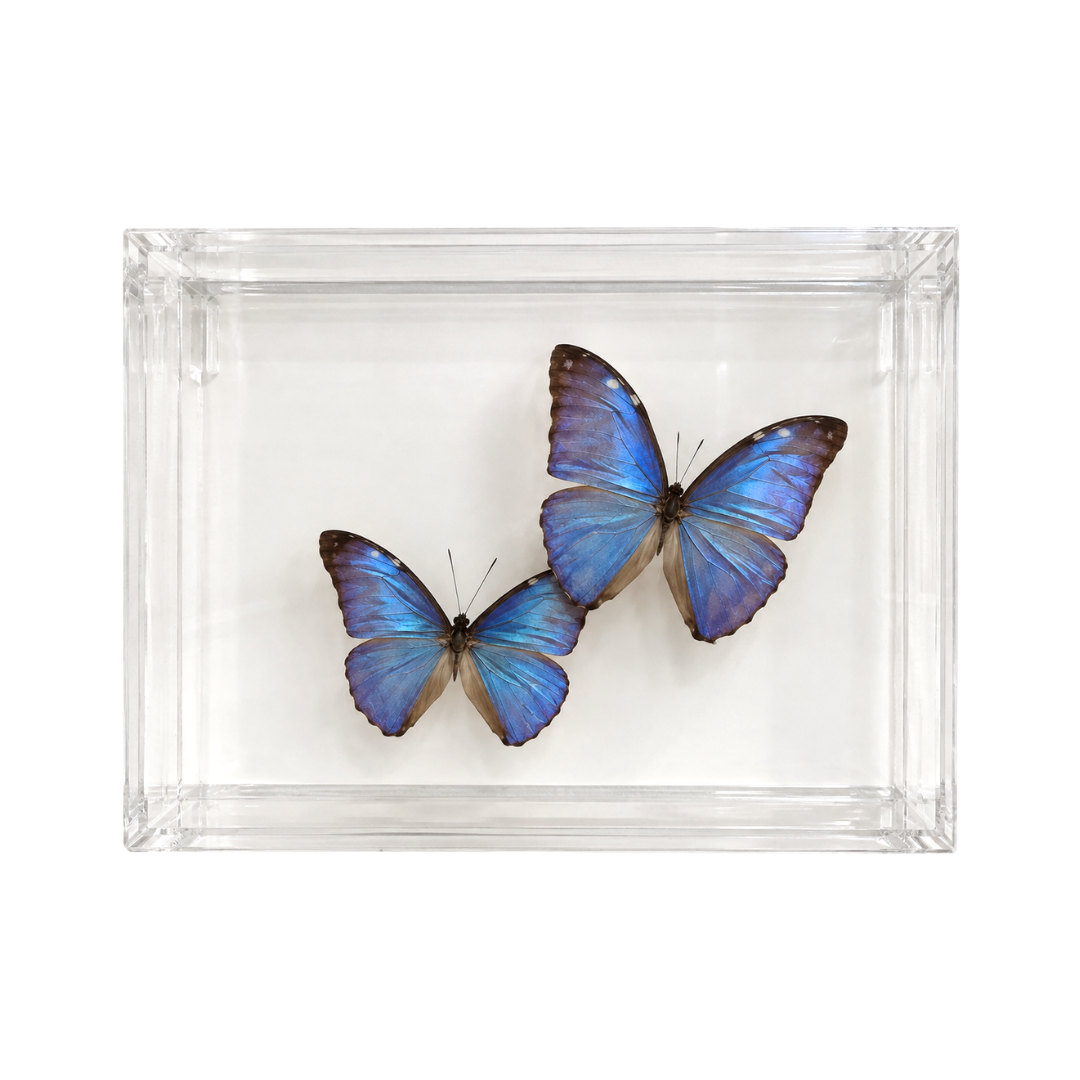 Blue Morpho Butterfly Pair