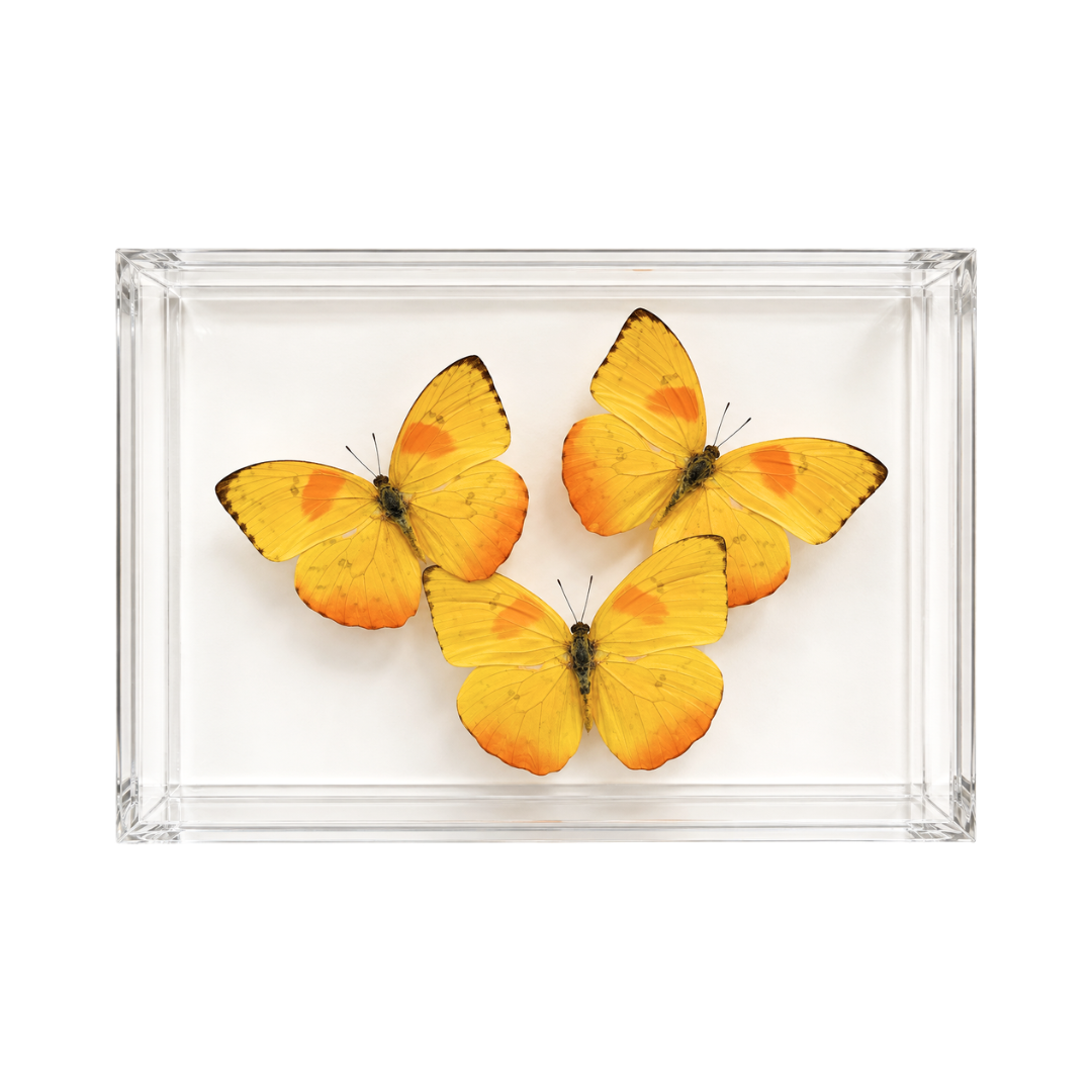 Phoebis Rurina Butterfly Trio