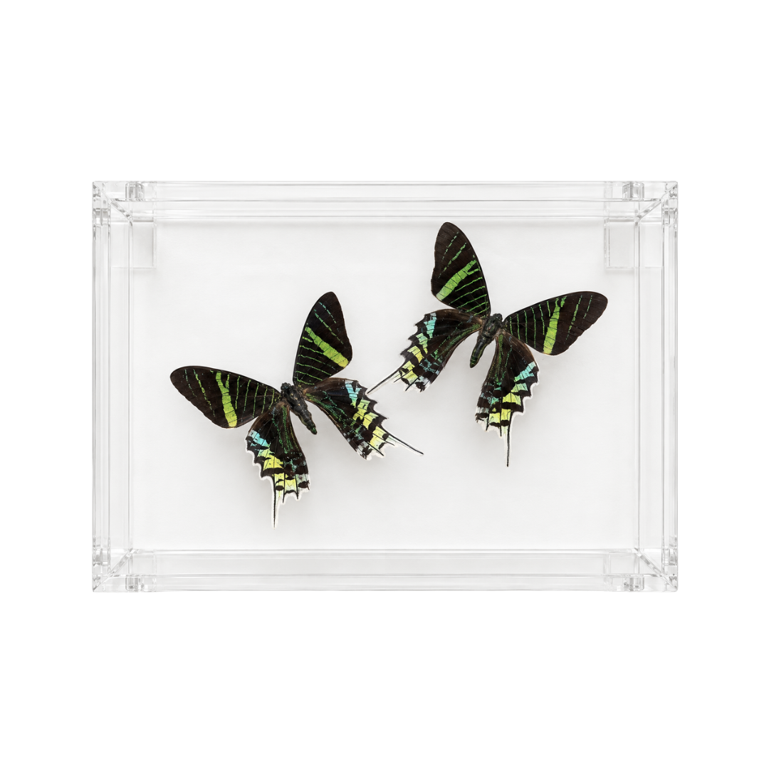 Urania Ripheus Butterfly Pair