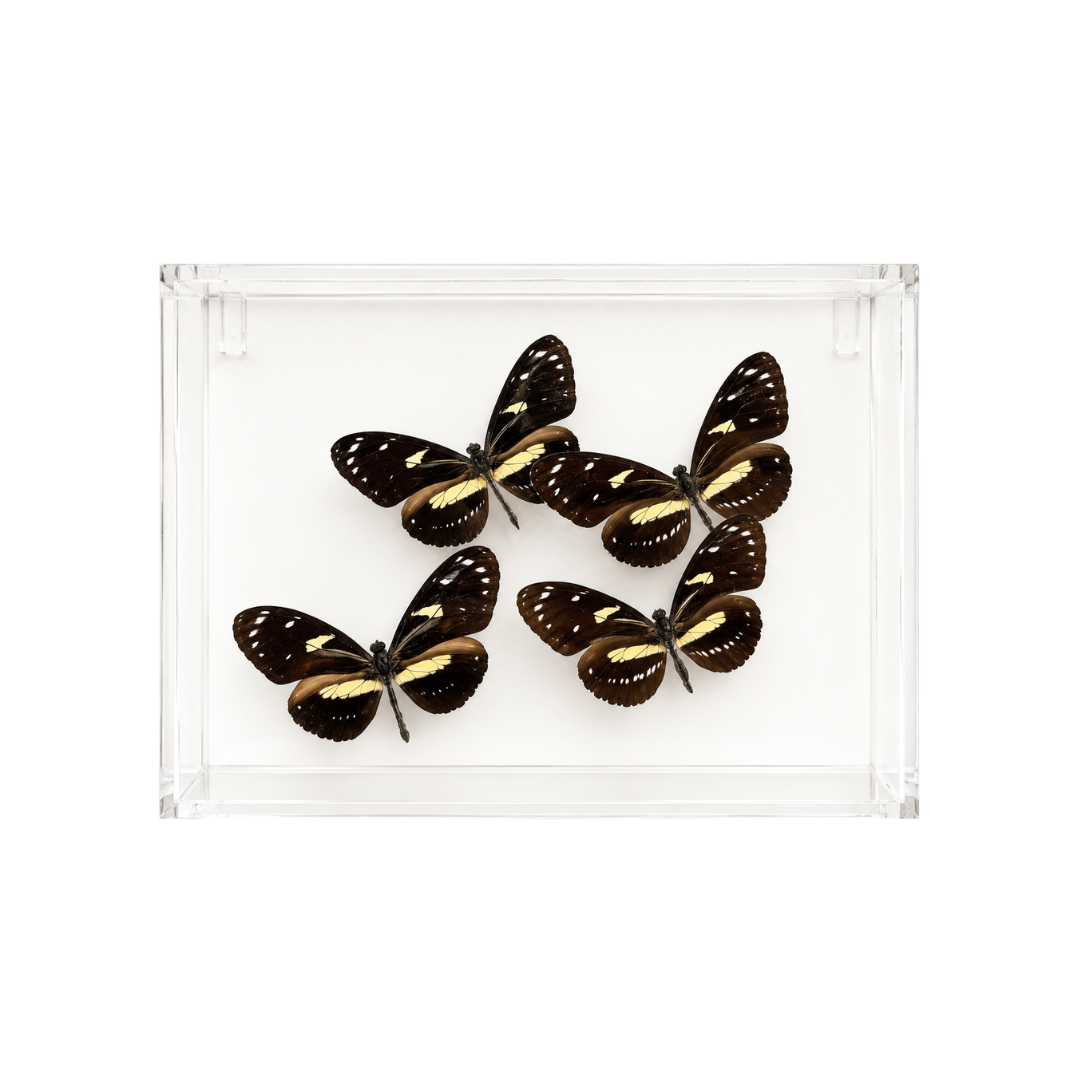 Heliconius Atthis Butterfly
