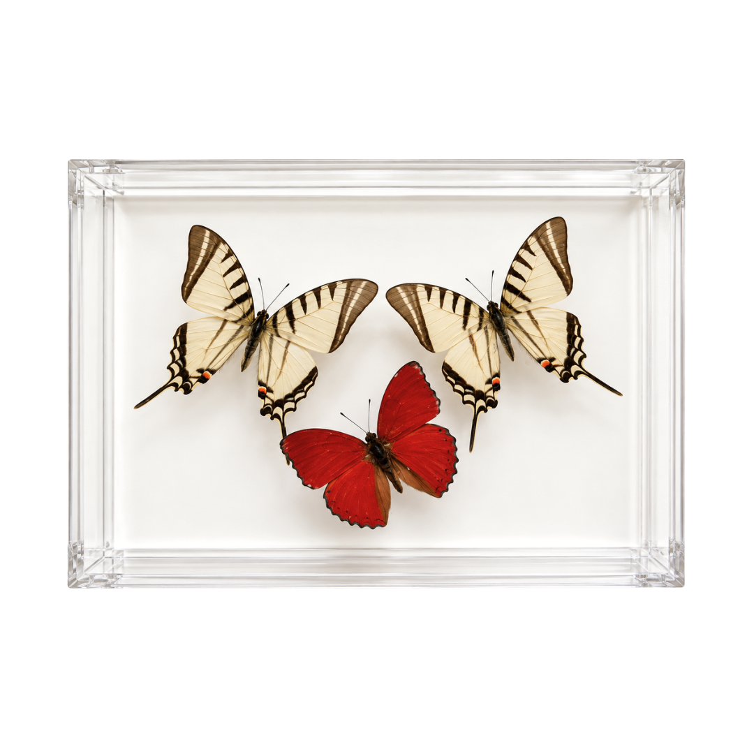 Butterfly Trio
