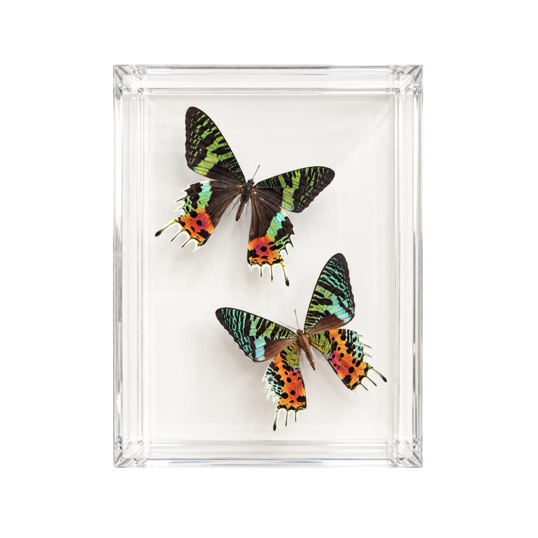 Madagascar Sunset Moth Pair