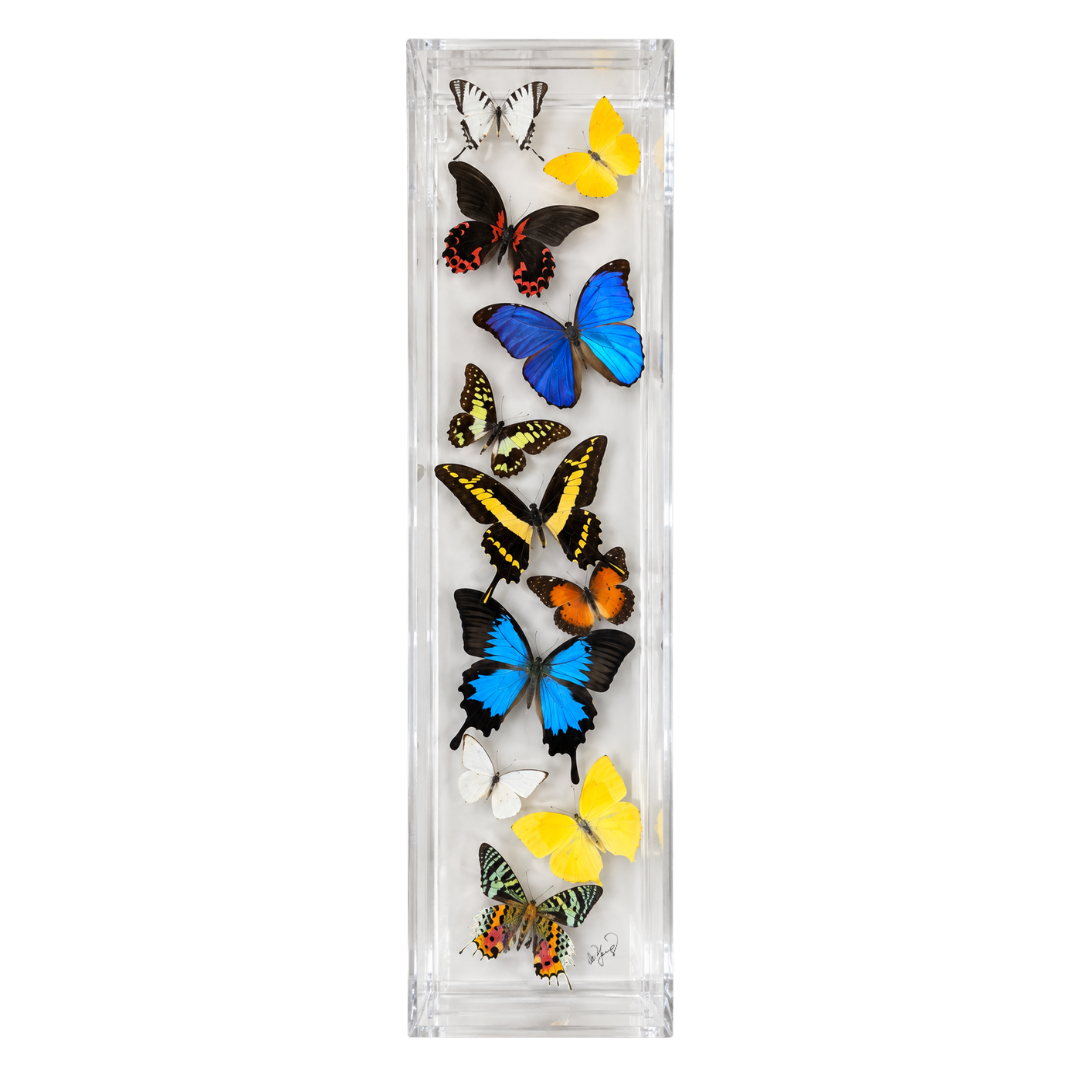 Assorted Butterflies