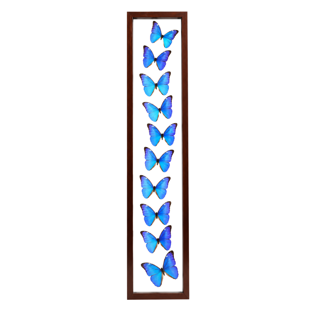 Blue Morpho Butterflies
