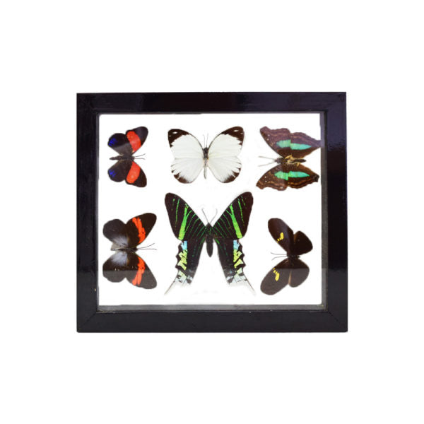 Assorted Butterflies