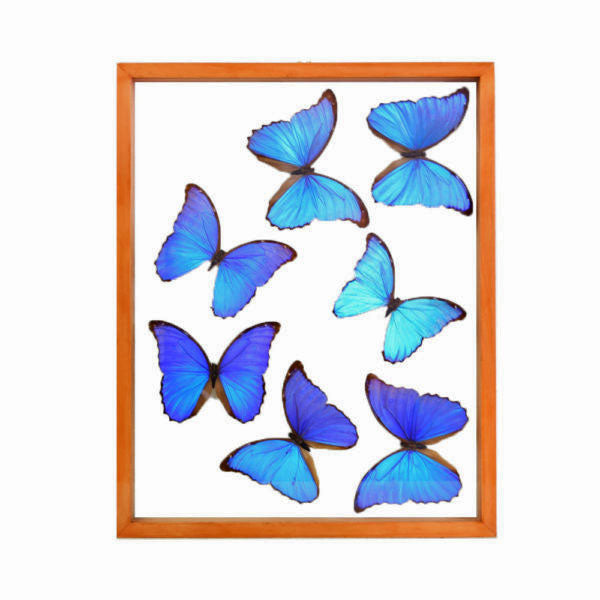 Blue Morpho Butterflies