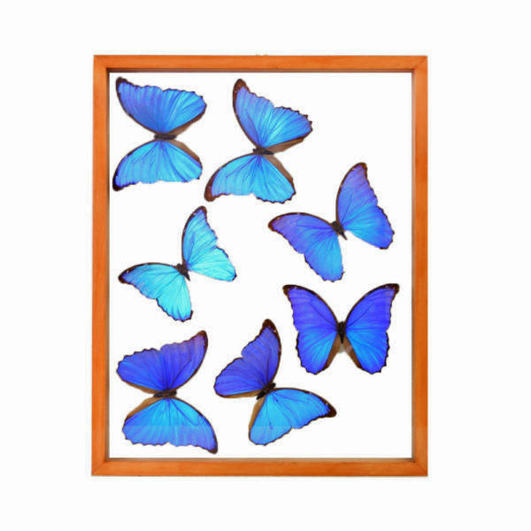 Blue Morpho Butterflies