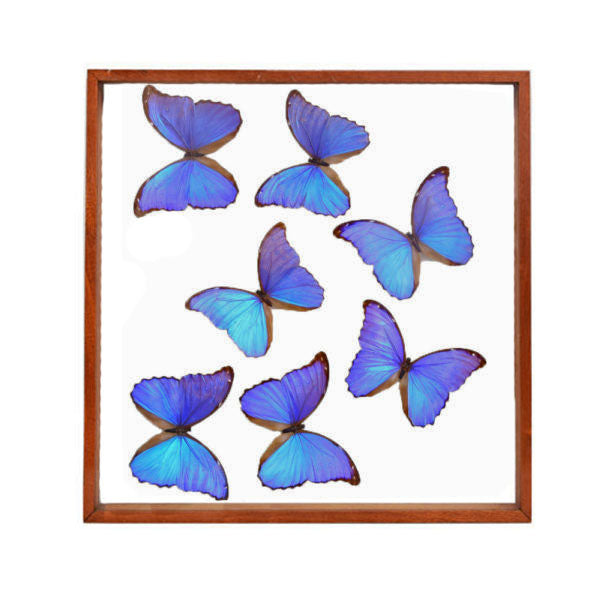 Blue Morpho Butterflies