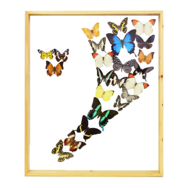 Assorted Butterflies