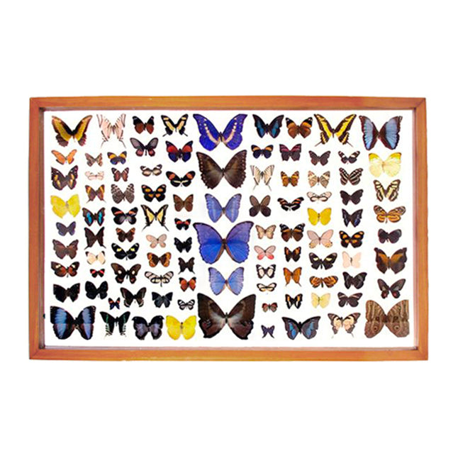 Amazonian Butterflies