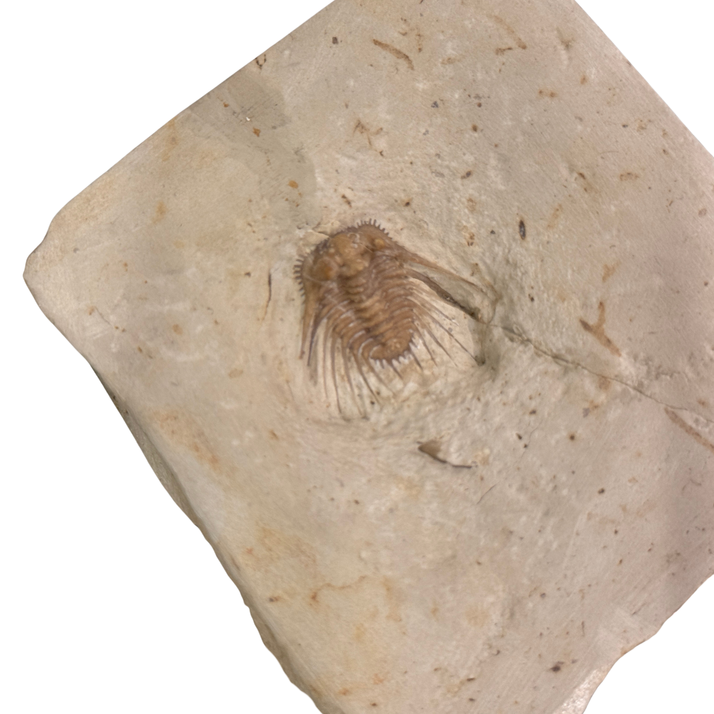 Kettneraspis Trilobite