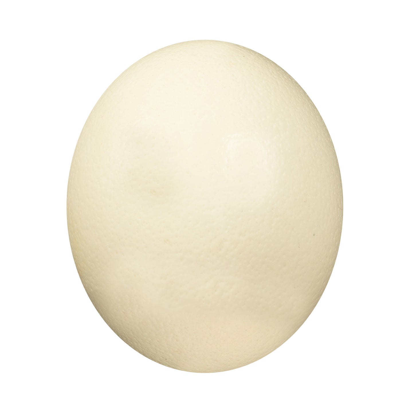 Ostrich Egg