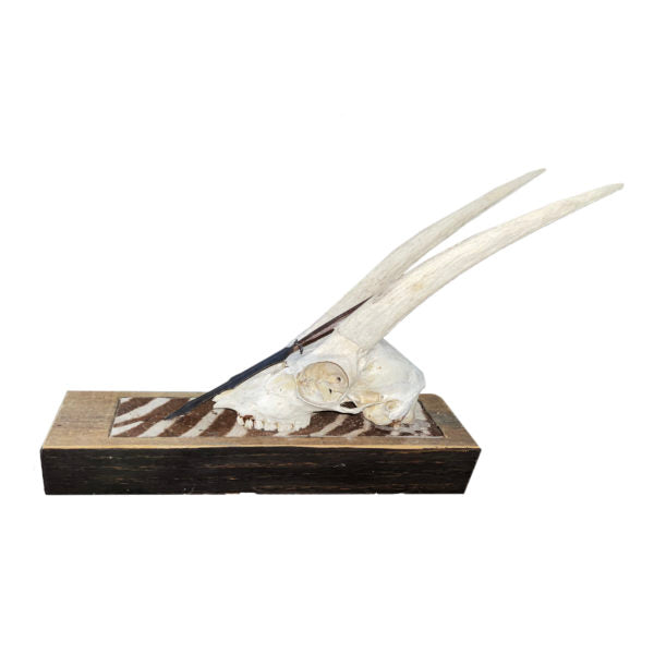 Steenbok with Native Spear