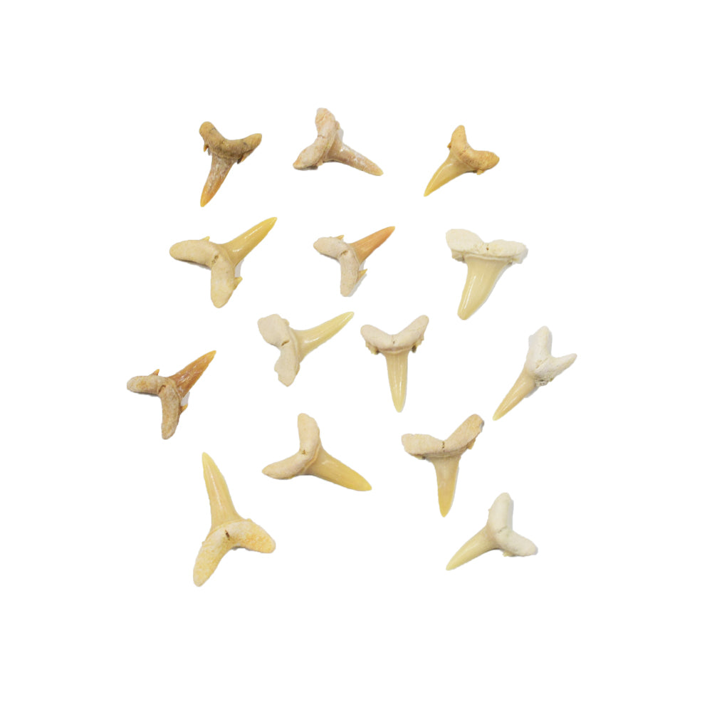 Fossilized Shark Teeth