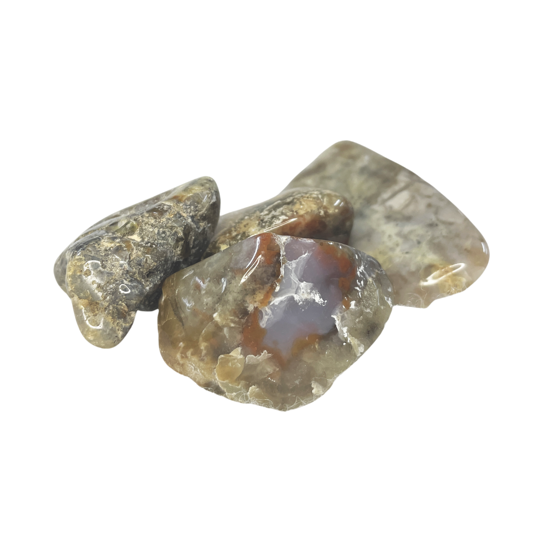 Coprolite