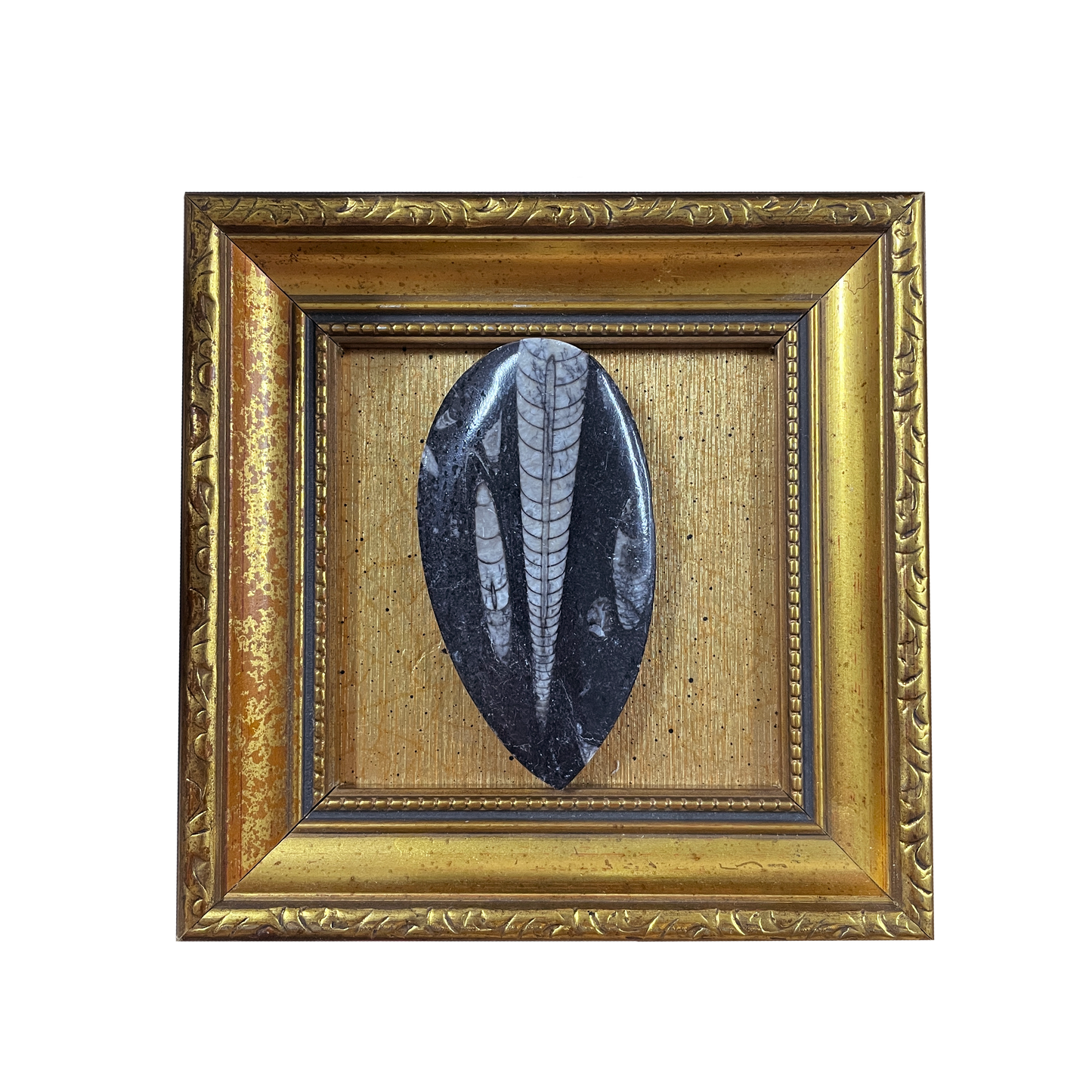 Orthoceras Fossil