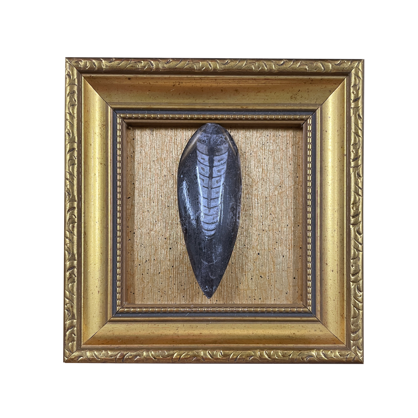 Orthoceras Fossil
