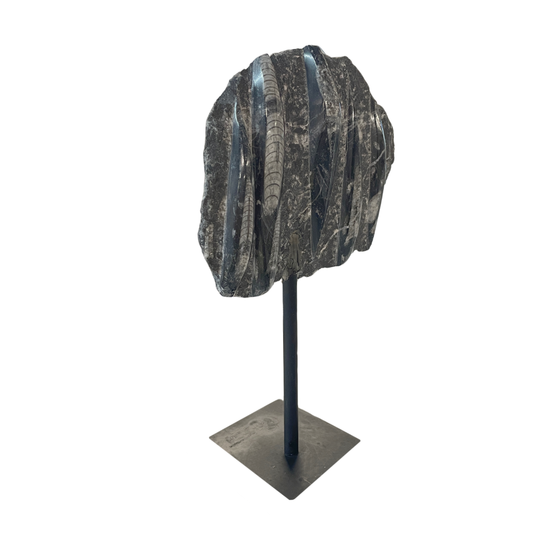 Orthoceras