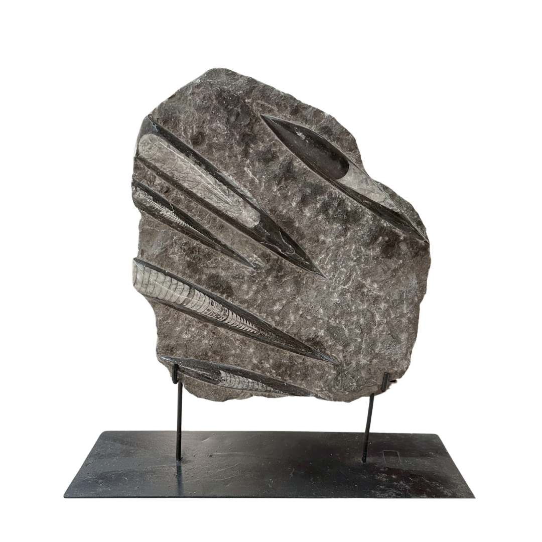 Orthoceras