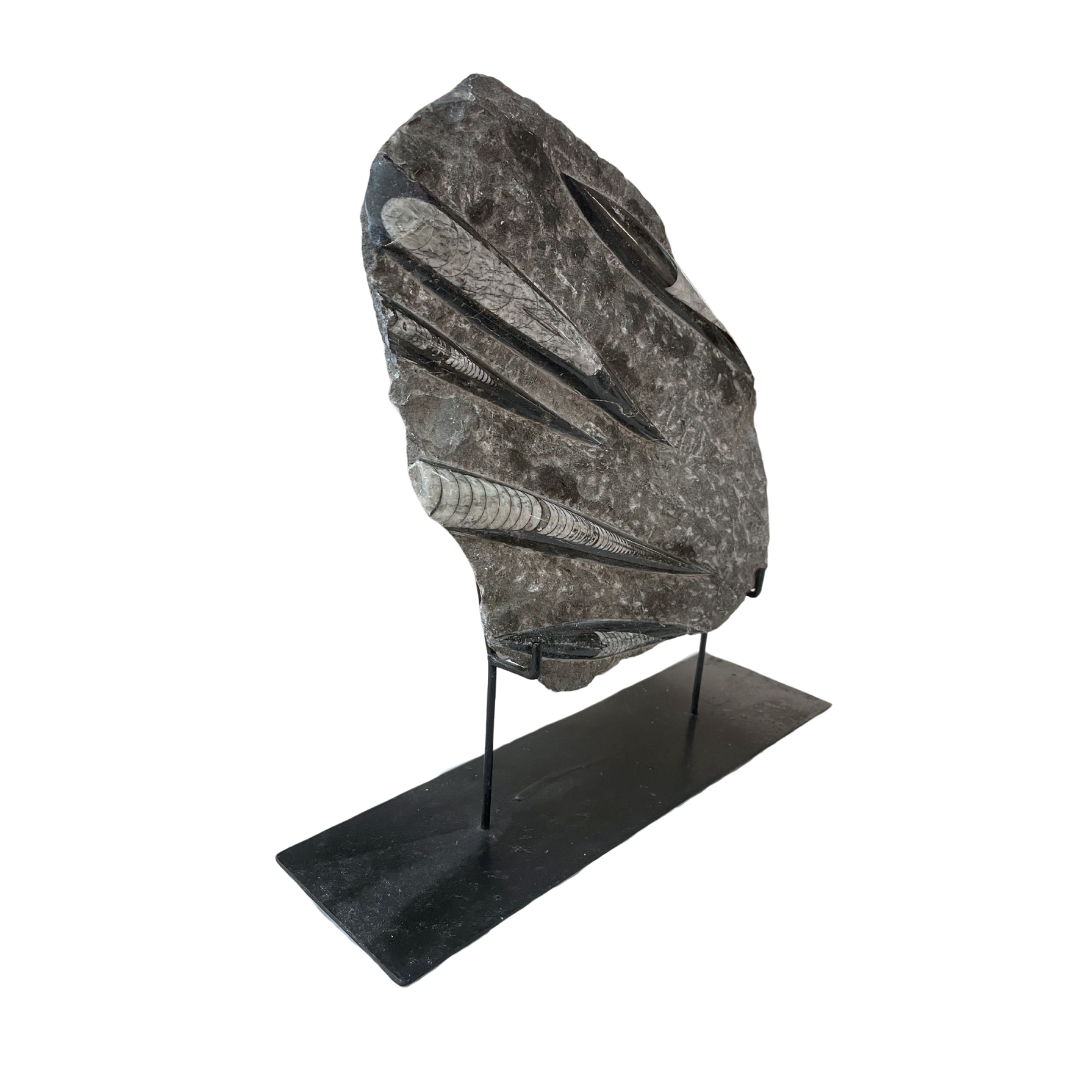 Orthoceras