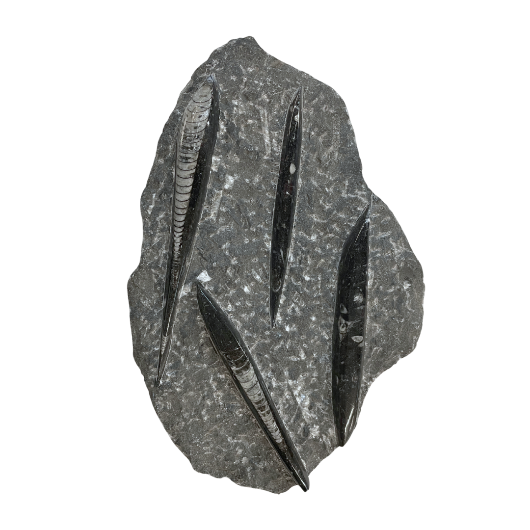 Orthoceras