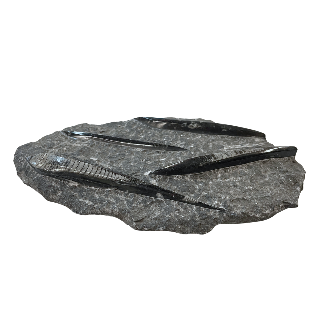 Orthoceras