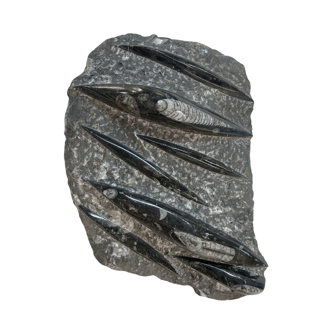 Orthoceras