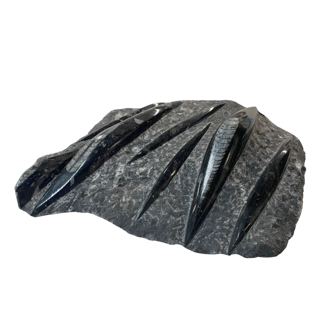 Orthoceras