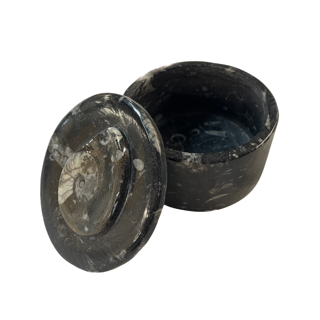 Orthoceras