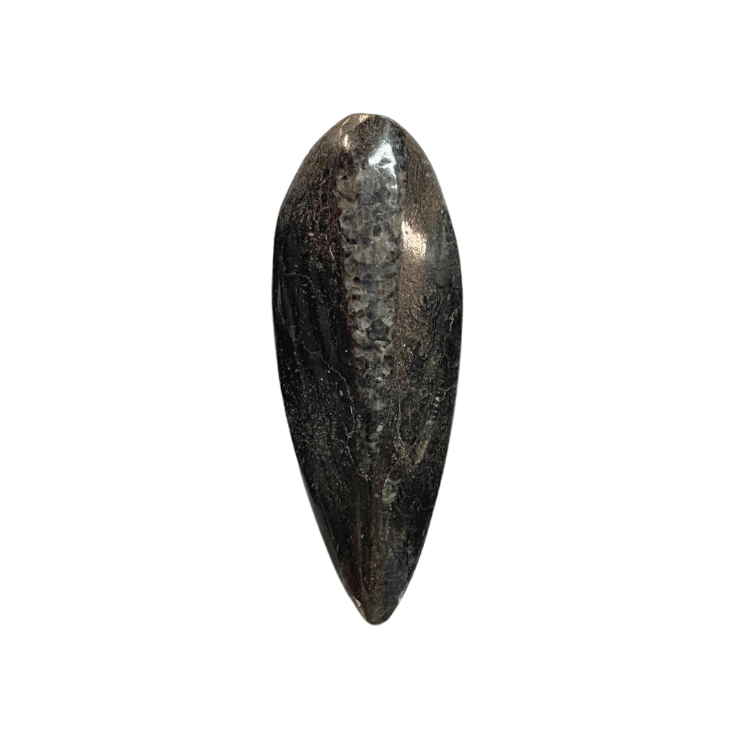 Orthoceras