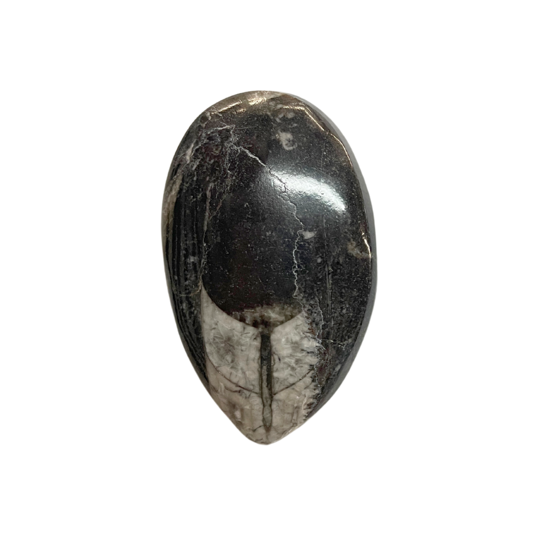 Orthoceras
