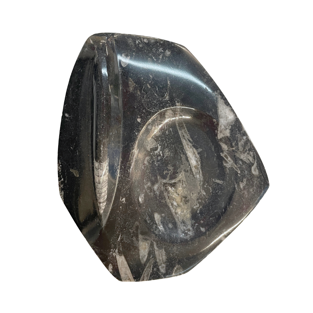 Orthoceras