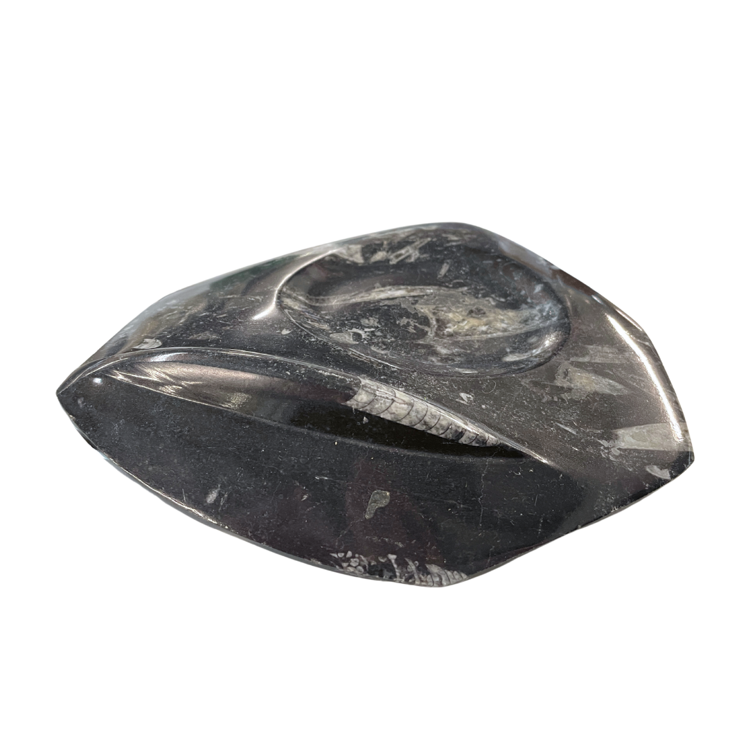Orthoceras