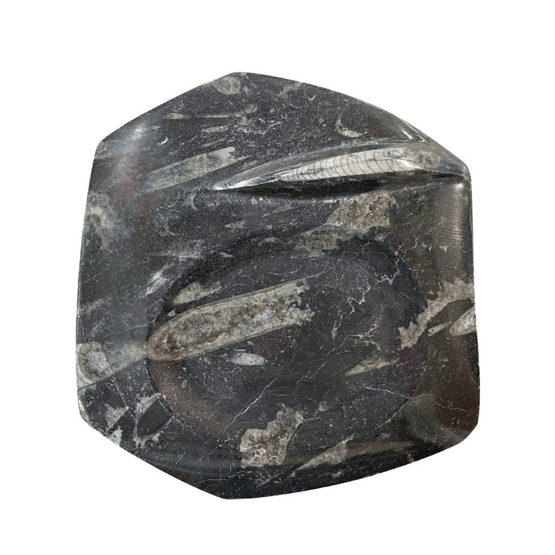 Orthoceras