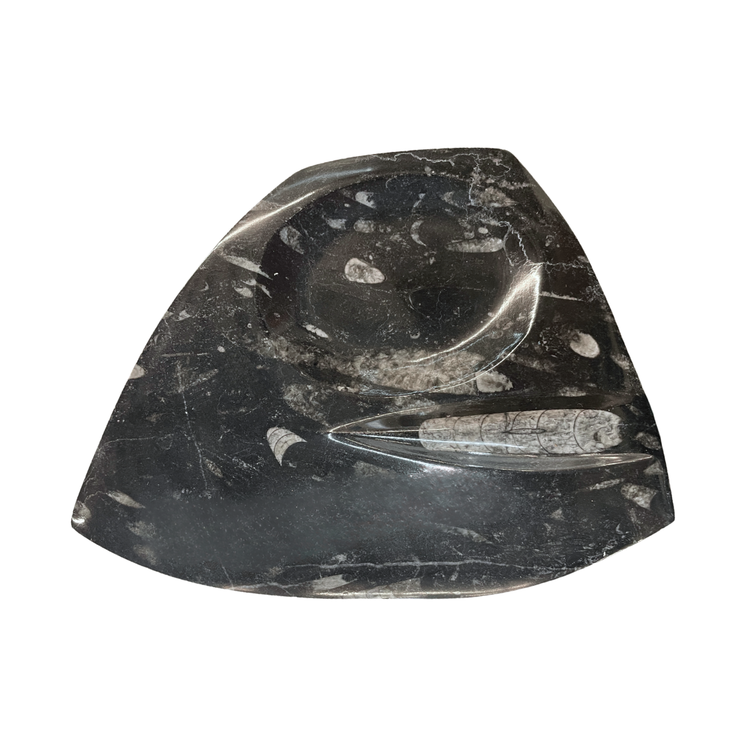 Orthoceras