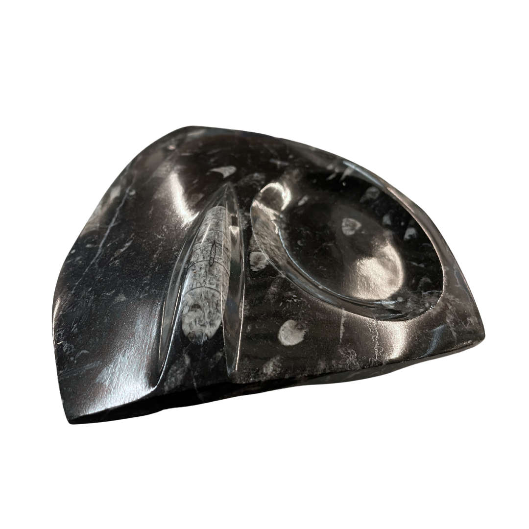Orthoceras