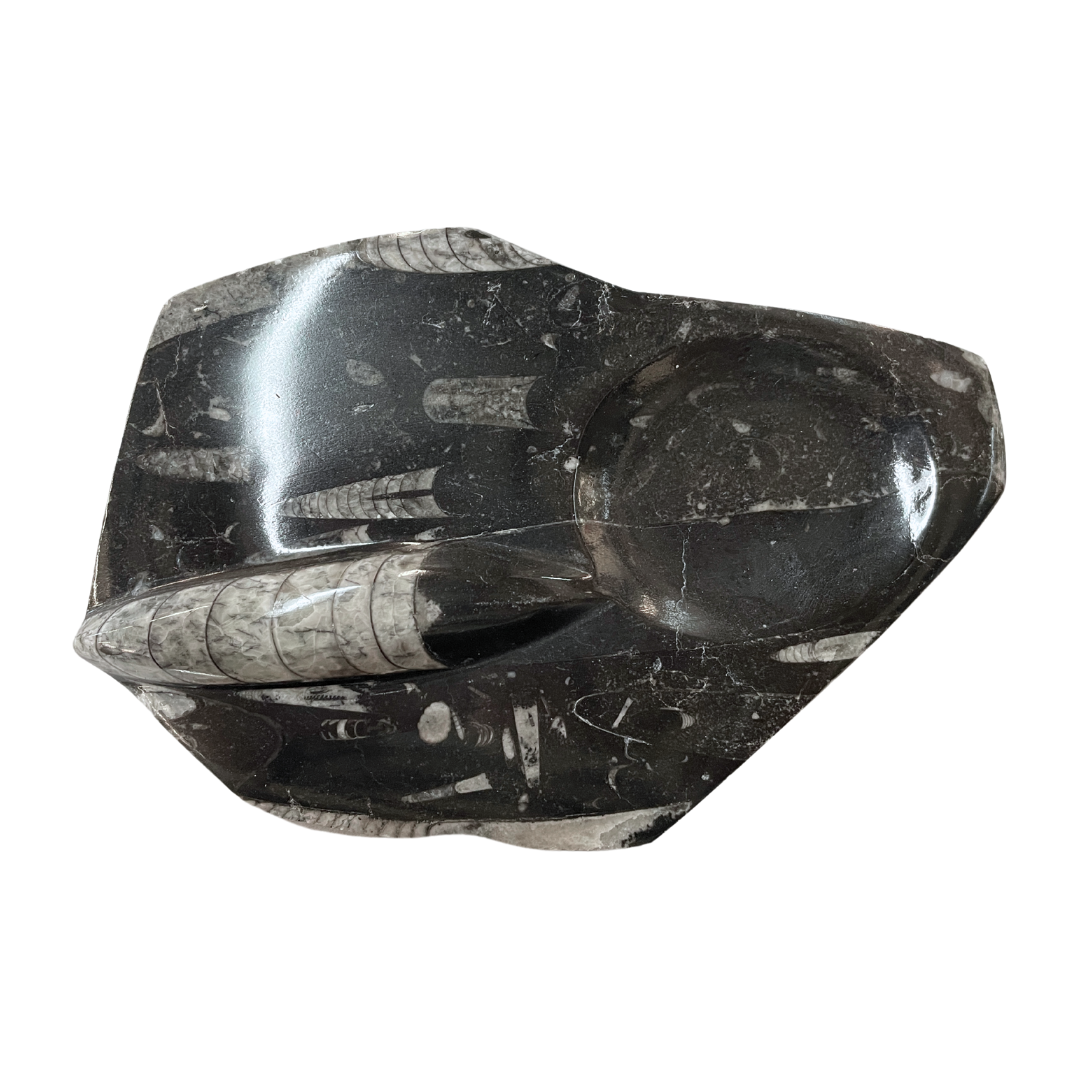 Orthoceras
