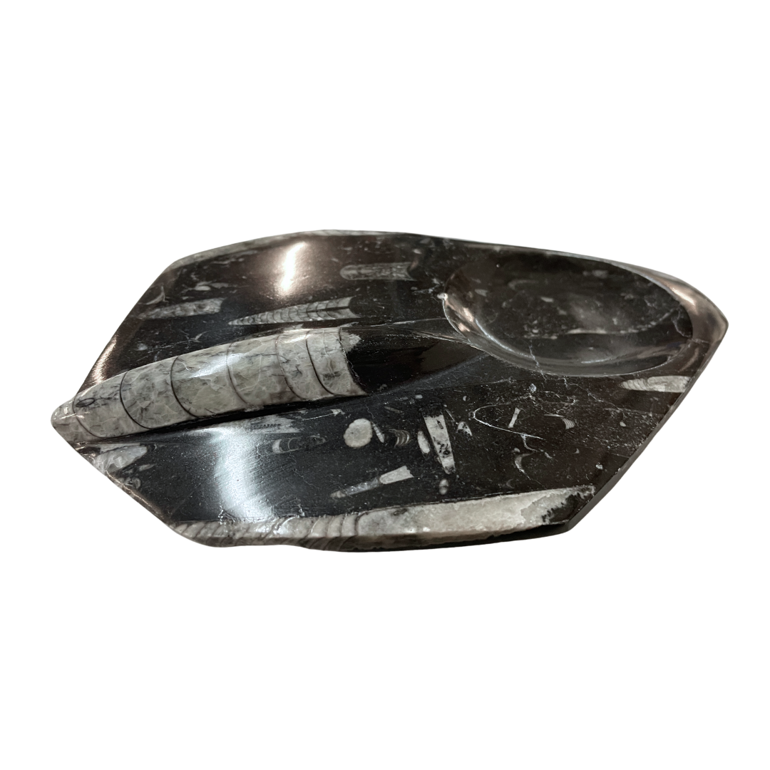 Orthoceras