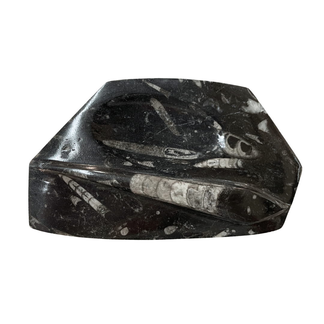 Orthoceras