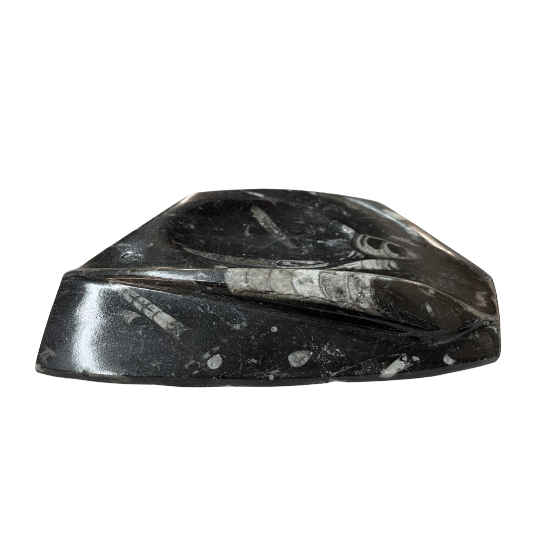 Orthoceras