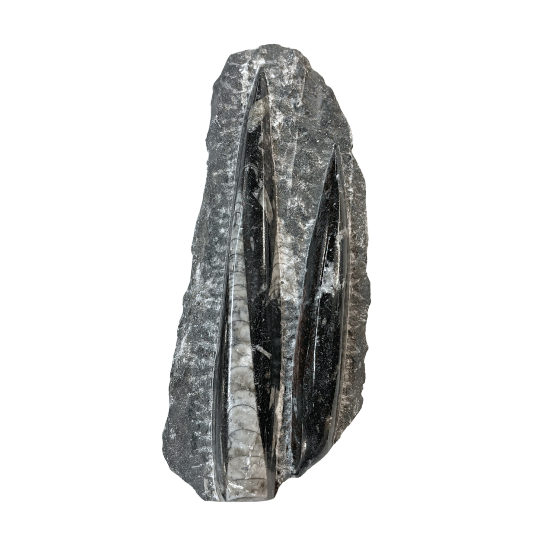 Orthoceras