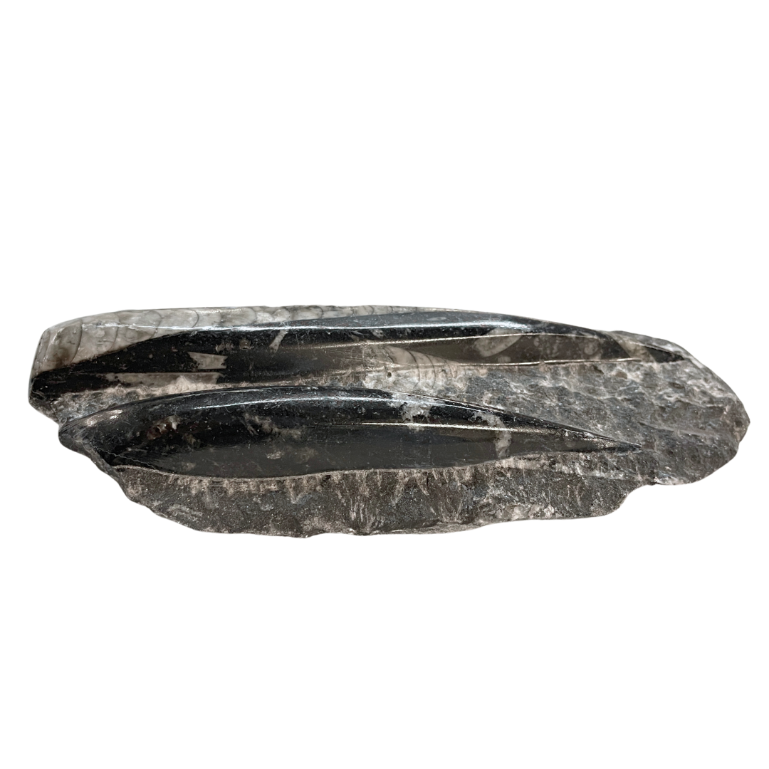 Orthoceras