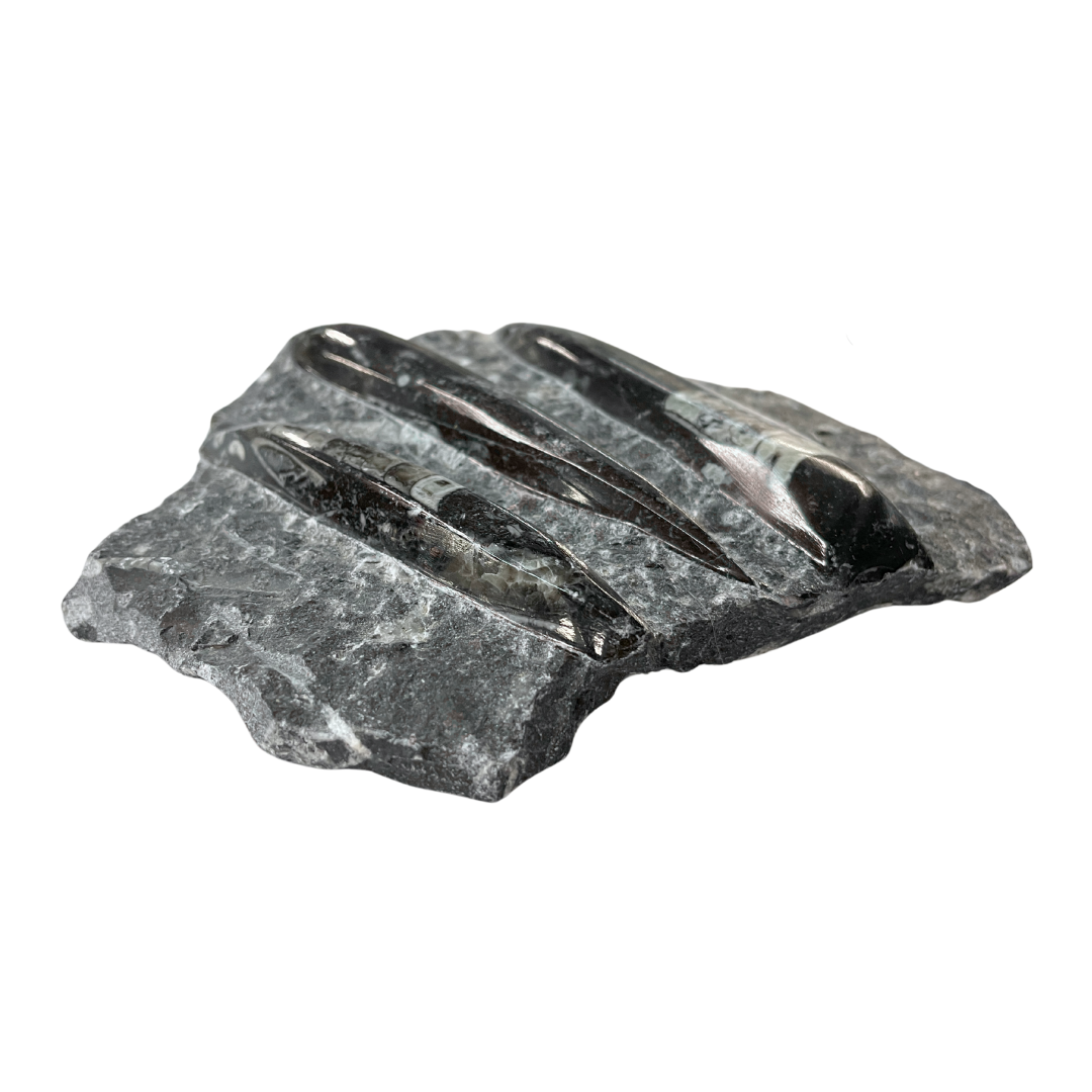Orthoceras