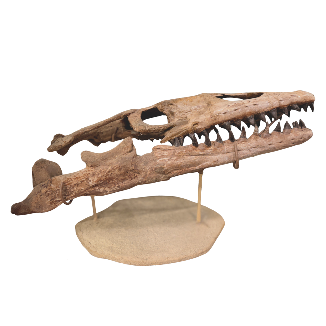Mosasaurus Skull Fossil